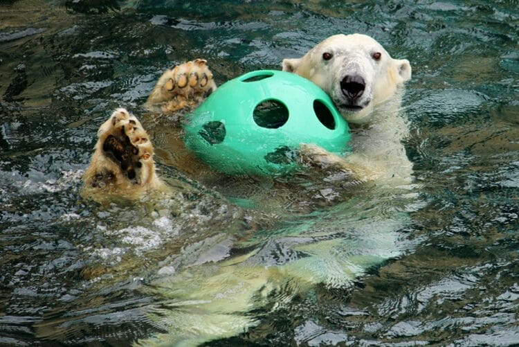 Kansas City Zoo polar bear - Nearby Attractions